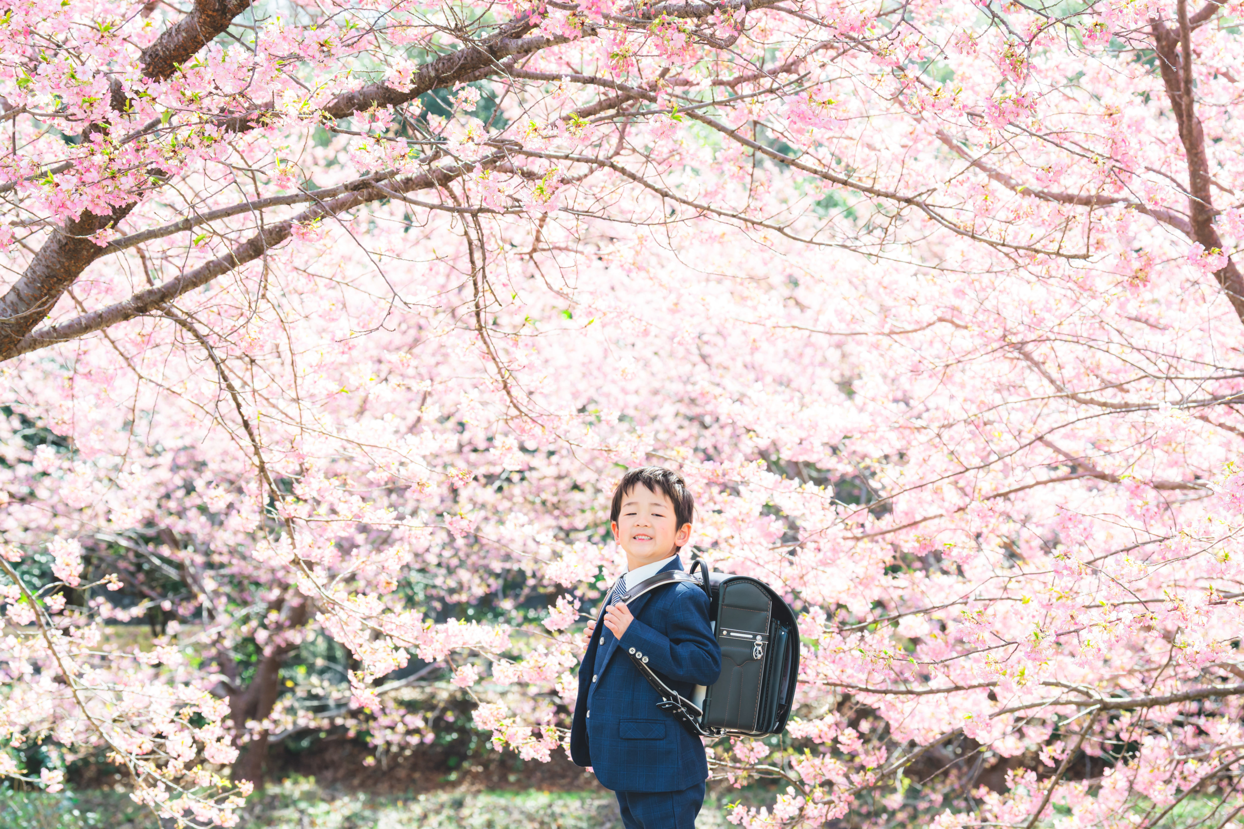 PET 春日校园② ダイカット加工 7cm×5m キャンパス　学校　桜 10611-34-scaled.jpg