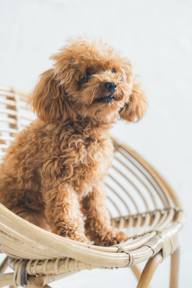 愛知 名古屋 出張撮影 ロケーションフォト　カメラマン ペット　犬　わんちゃん　フォトスタジオ