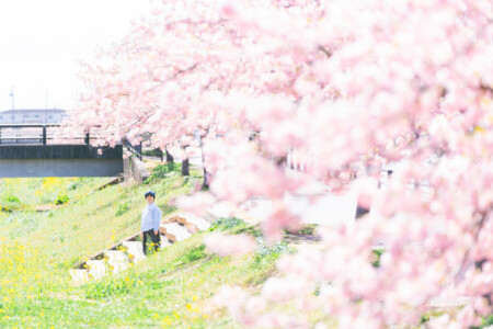 西古瀬川 西古瀬川の河津桜 河津桜 入学 入園 ランドセル　愛知　名古屋　ロケーション撮影　出張撮影 カメラマン